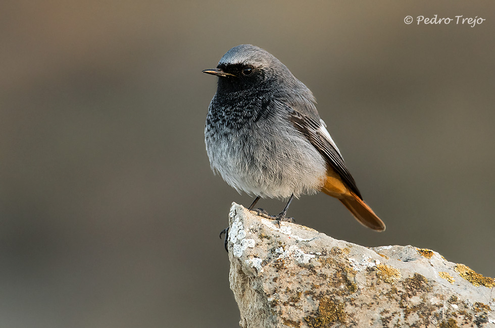 Colirrojo tizón (Phoenicurus ochruros)